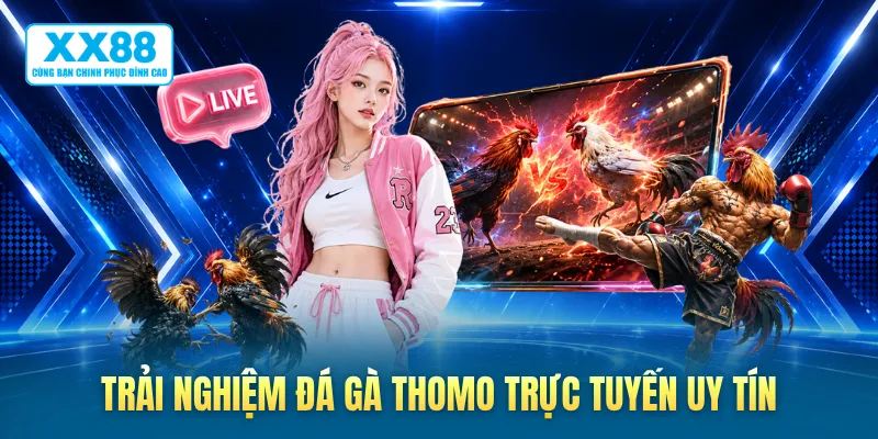 Trải nghiệm đá gà Thomo trực tuyến uy tín